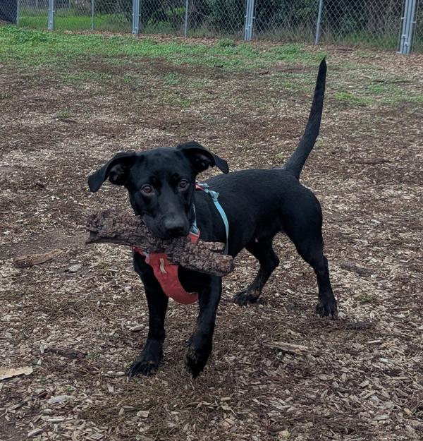 Enlarge Noodle, a Adoptable mixed breed in Santa Rosa, CA image 3/4