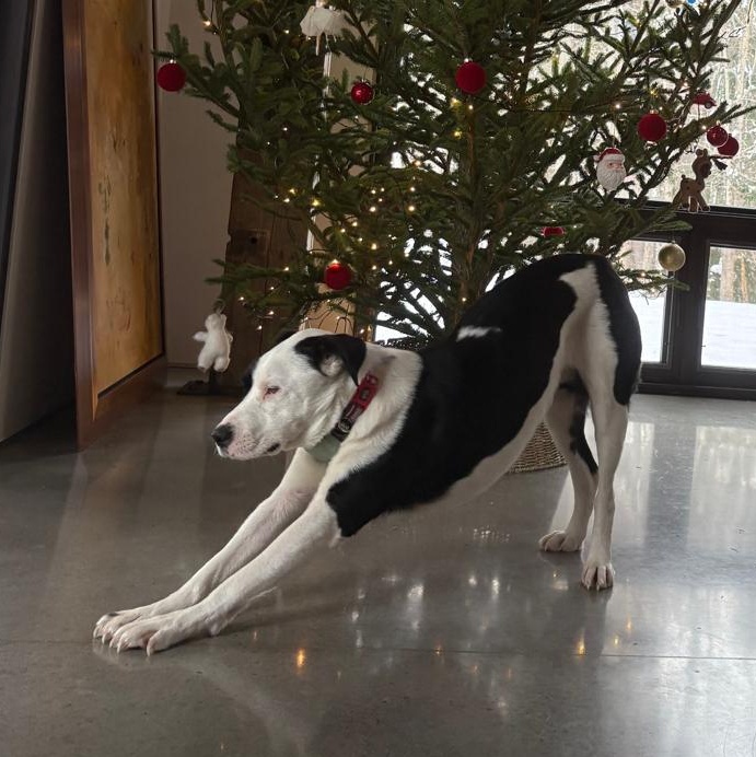 Enlarge Ms. Gorgeous Gloria, an adopted mixed breed in toronto, ON image 3/6