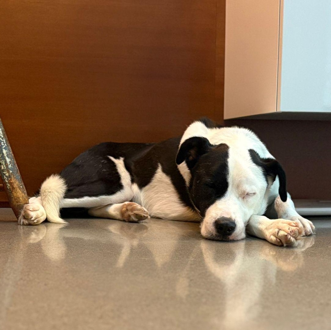 Enlarge Ms. Gorgeous Gloria, an adopted mixed breed in toronto, ON image 6/6