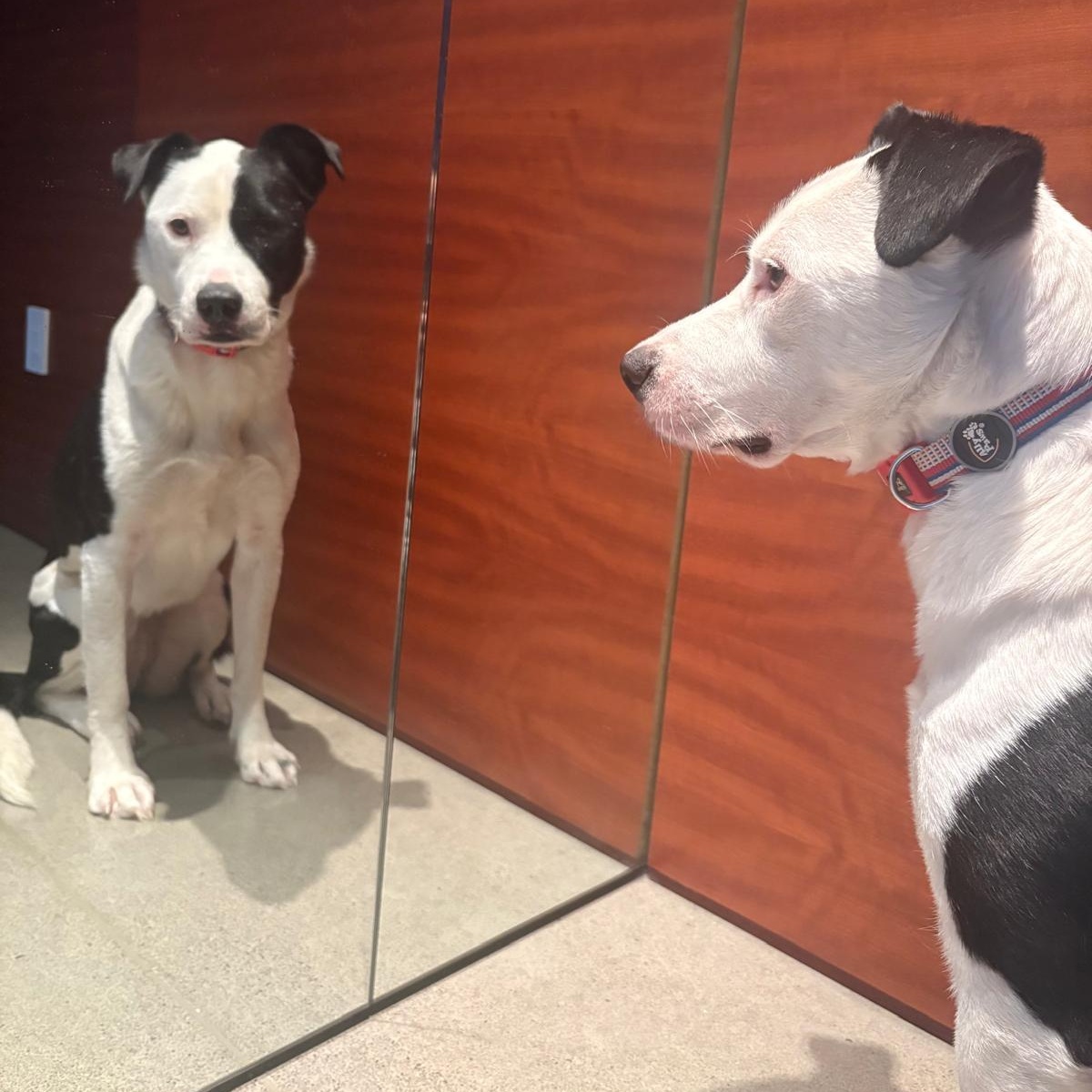 Enlarge Ms. Gorgeous Gloria, an adopted mixed breed in toronto, ON image 2/6