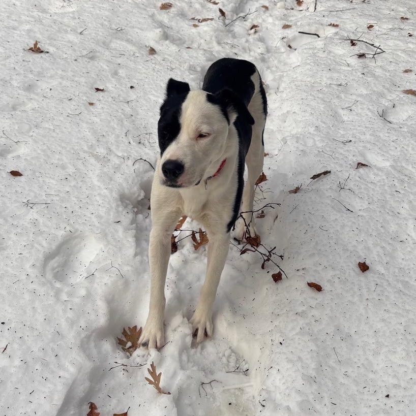 Enlarge Ms. Gorgeous Gloria, an adopted mixed breed in toronto, ON image 4/6