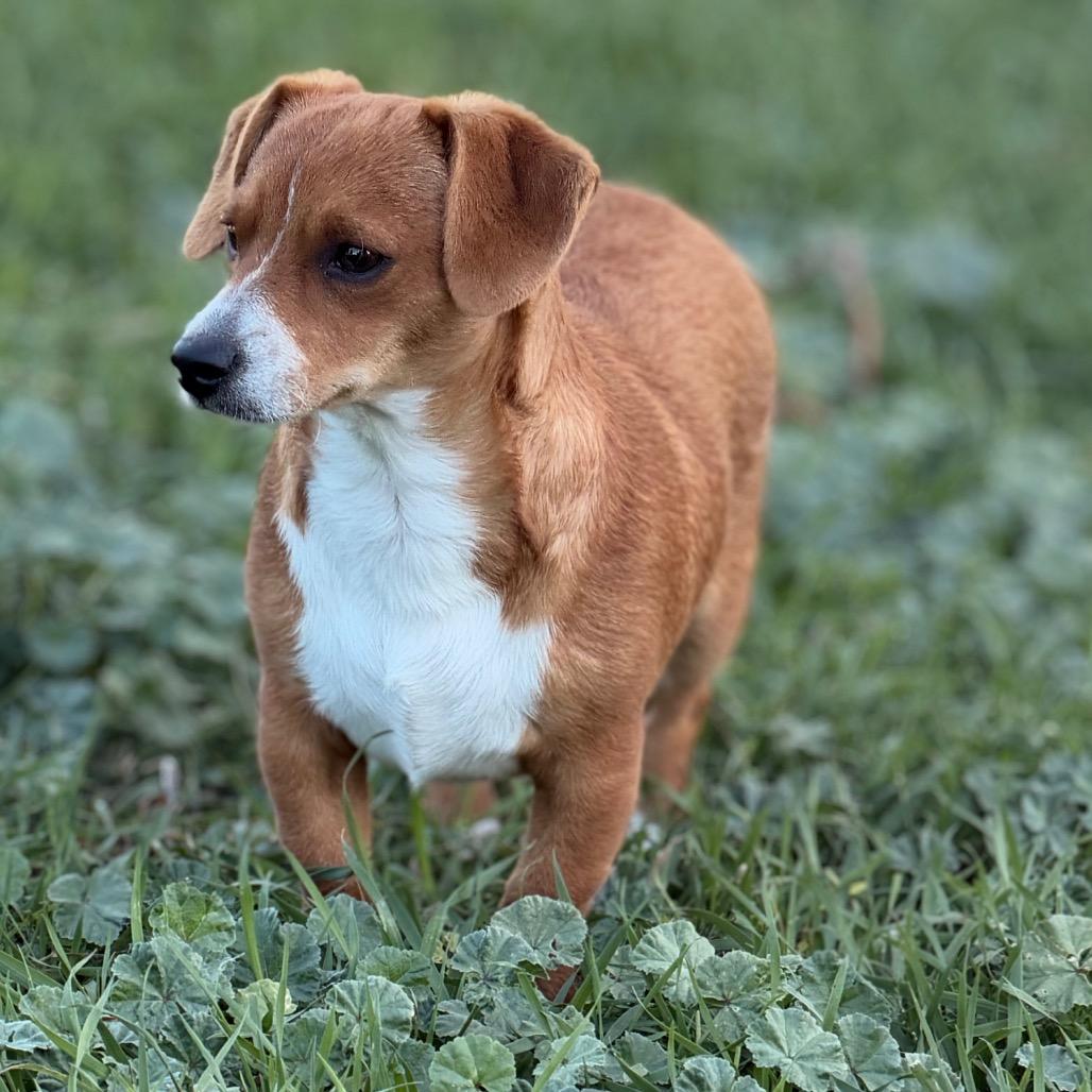 Enlarge Pickles, a Adopted Dachshund in West Richland, WA image 1/6