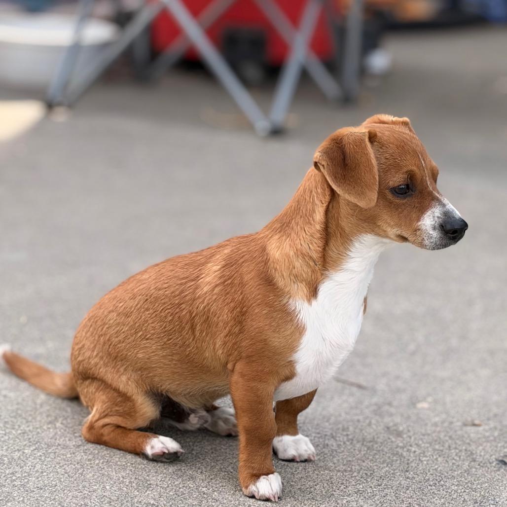 Enlarge Pickles, a Adopted Dachshund in West Richland, WA image 2/6