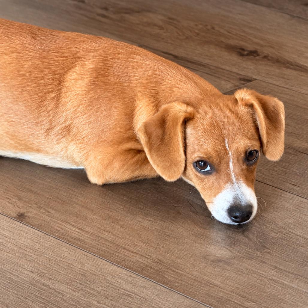 Enlarge Pickles, a Adopted Dachshund in West Richland, WA image 3/6