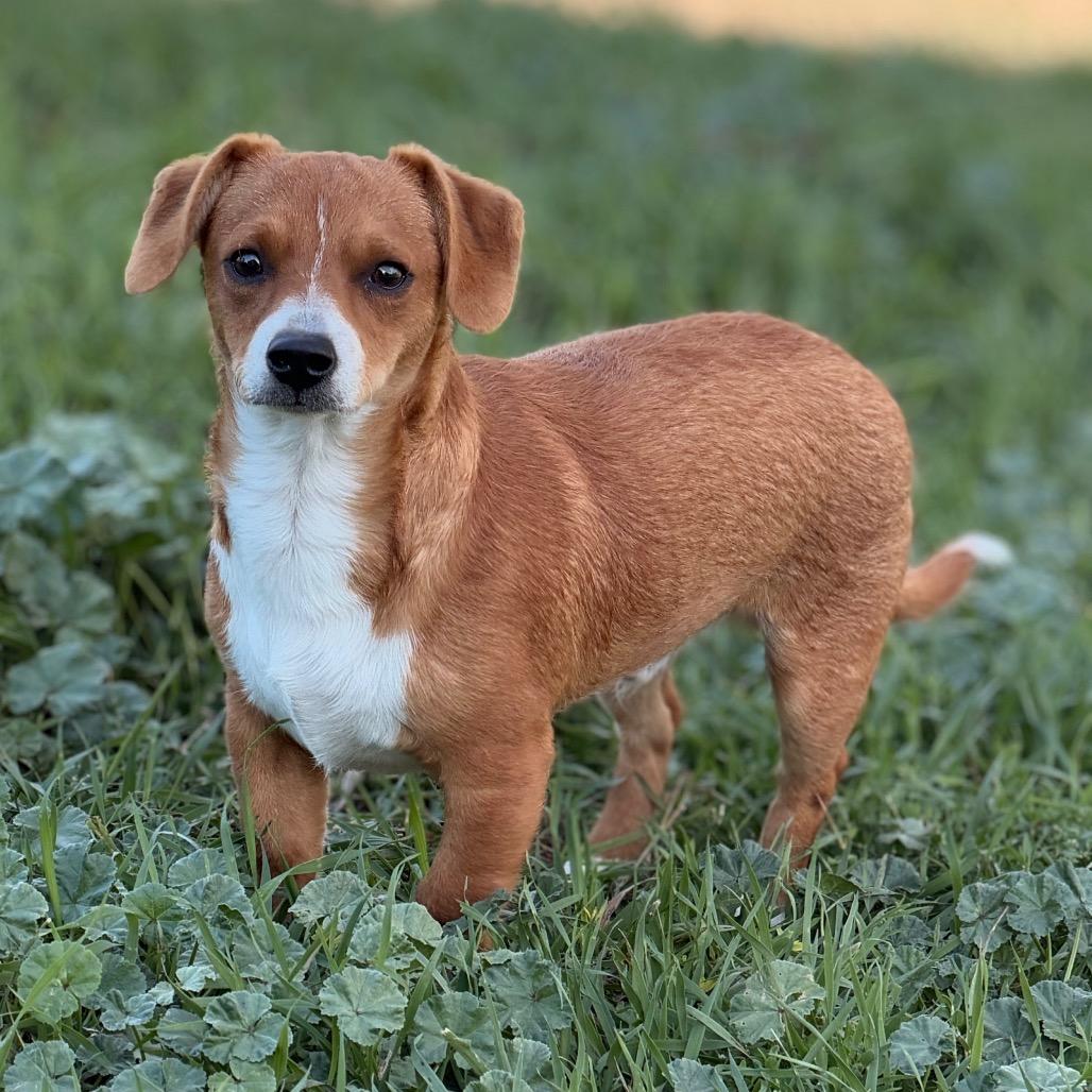 Enlarge Pickles, a Adopted Dachshund in West Richland, WA image 4/6