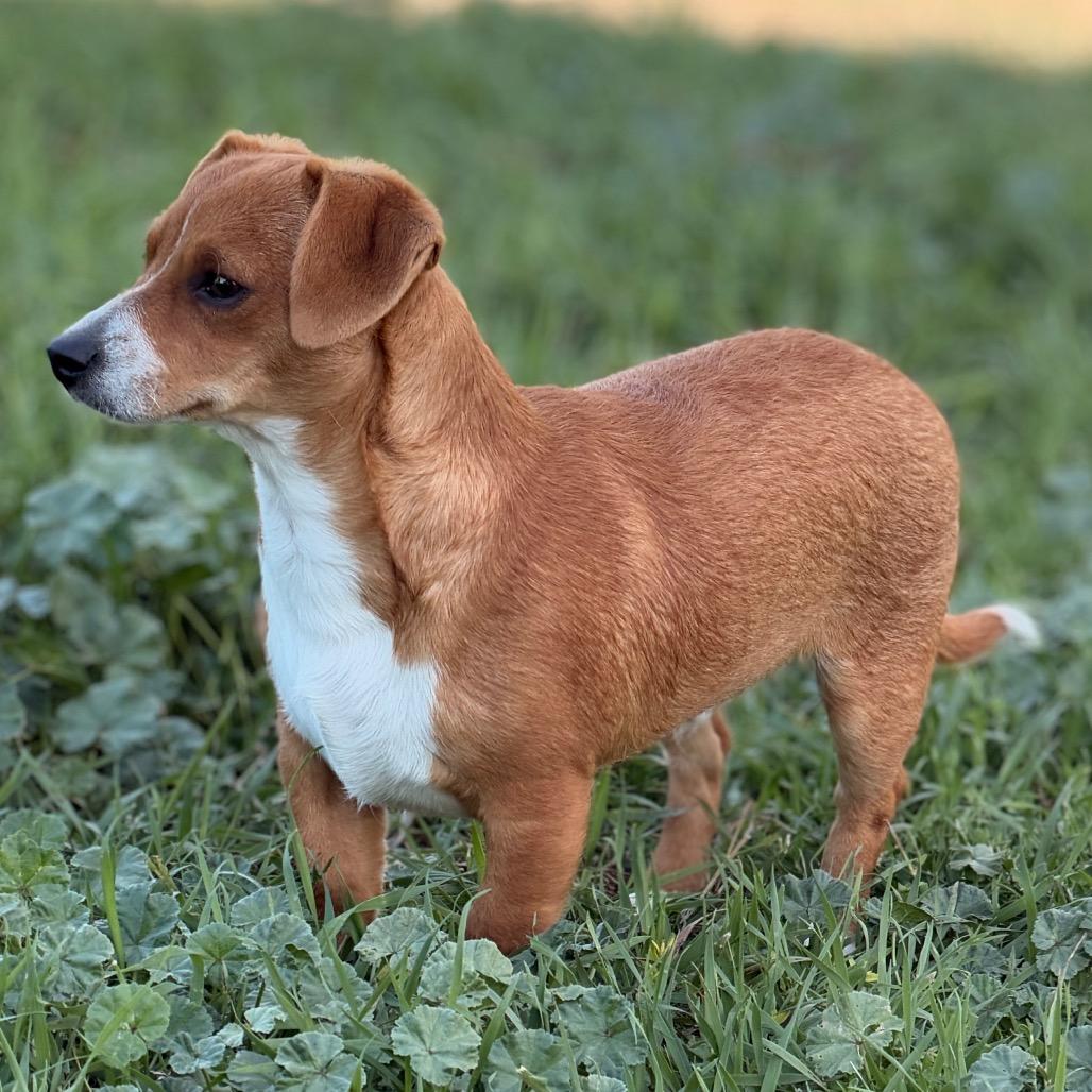 Enlarge Pickles, a Adopted Dachshund in West Richland, WA image 5/6