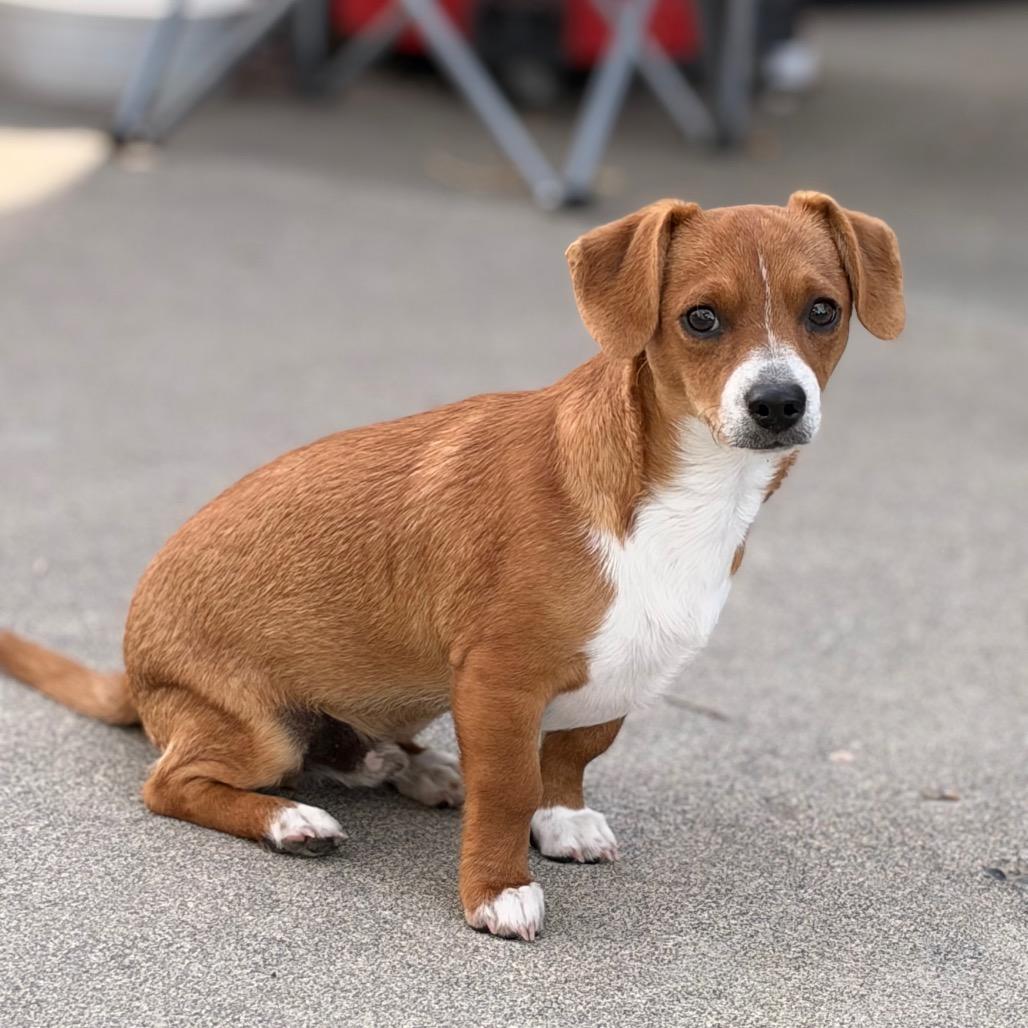 Enlarge Pickles, a Adopted Dachshund in West Richland, WA image 6/6