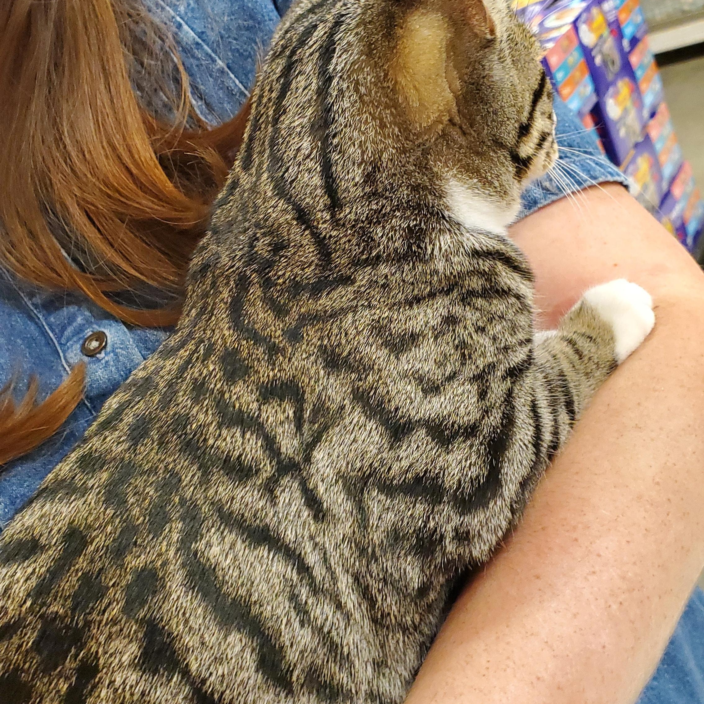 Chunky Monkey, a ADOPTABLE Tabby in Muncie, IN image 2/2
