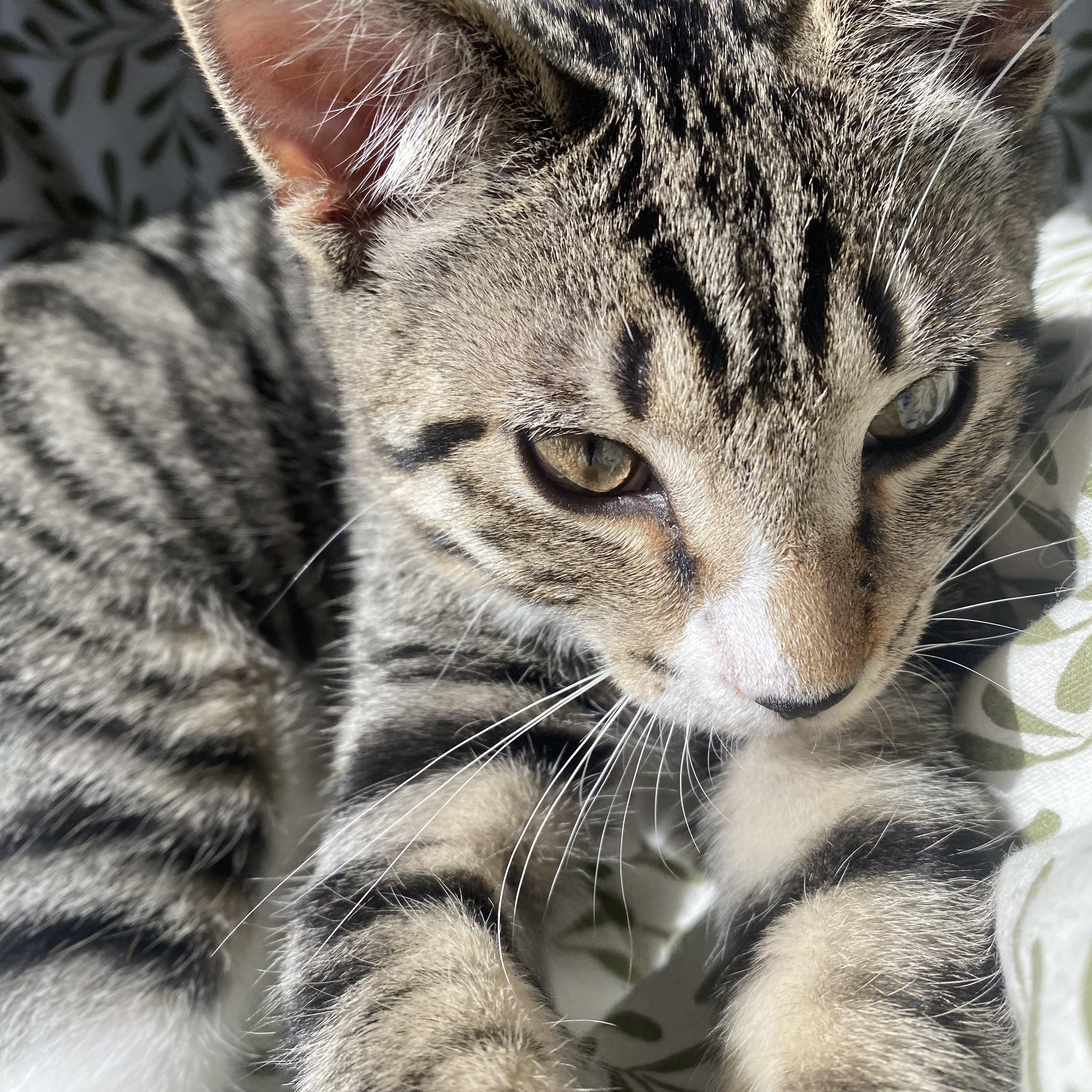 Chunky Monkey, a ADOPTABLE Tabby in Muncie, IN image 1/2