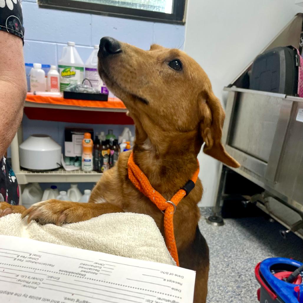Jake 26-0592, Adoptable, Adult Male Hound.