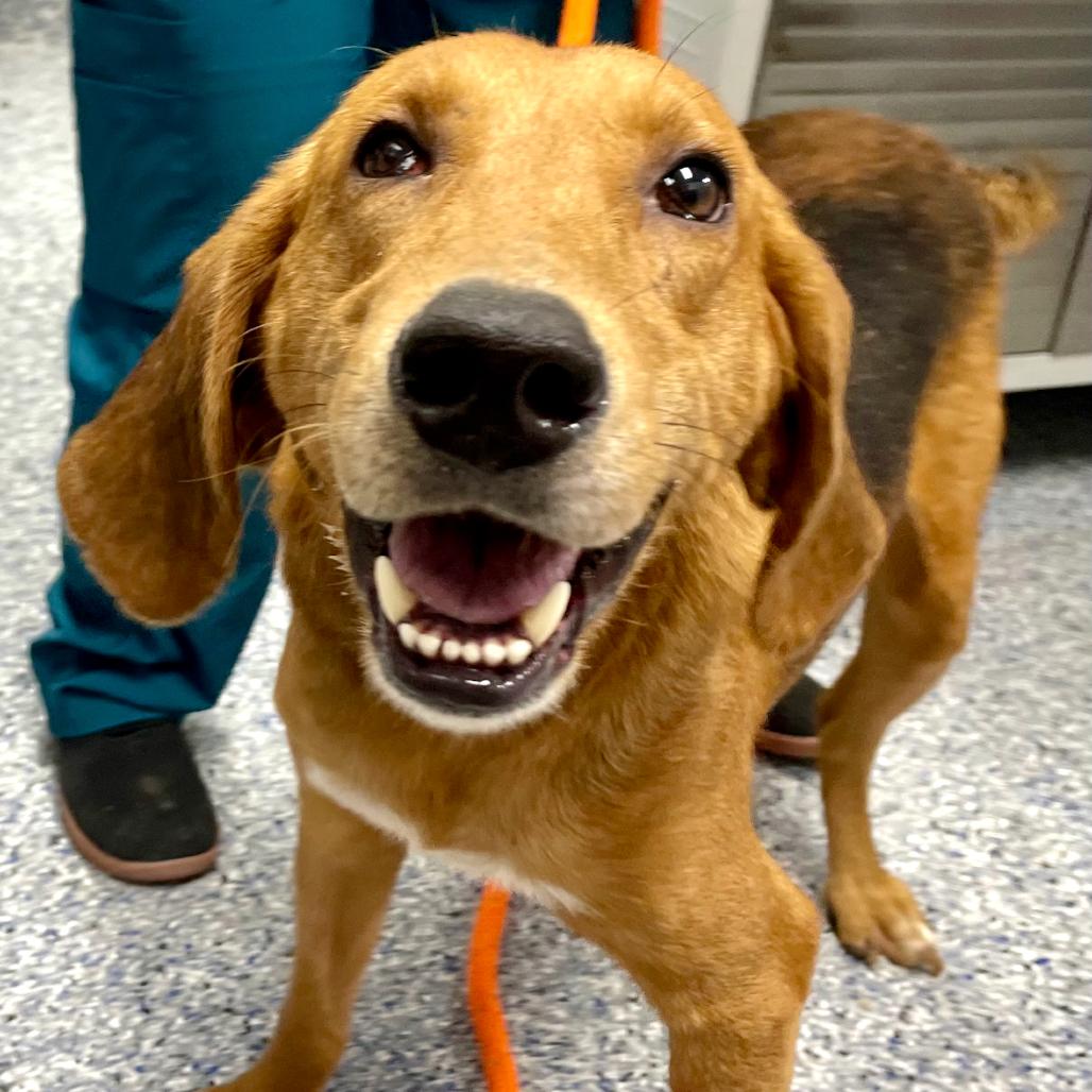 Enlarge Jake 26-0592, a Adoptable Hound in Yanceyville, NC image 2/5