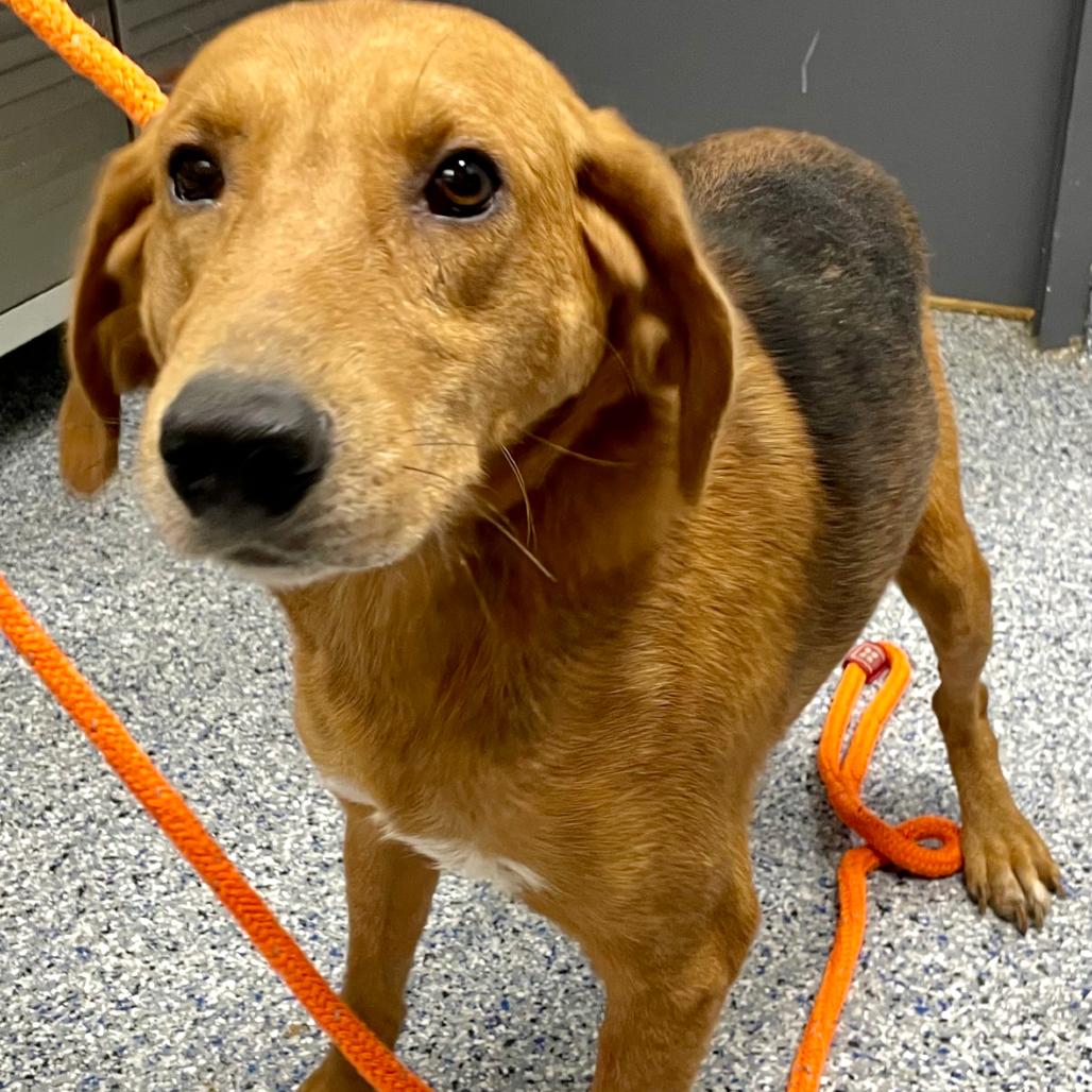 Enlarge Jake 26-0592, a Adoptable Hound in Yanceyville, NC image 4/5