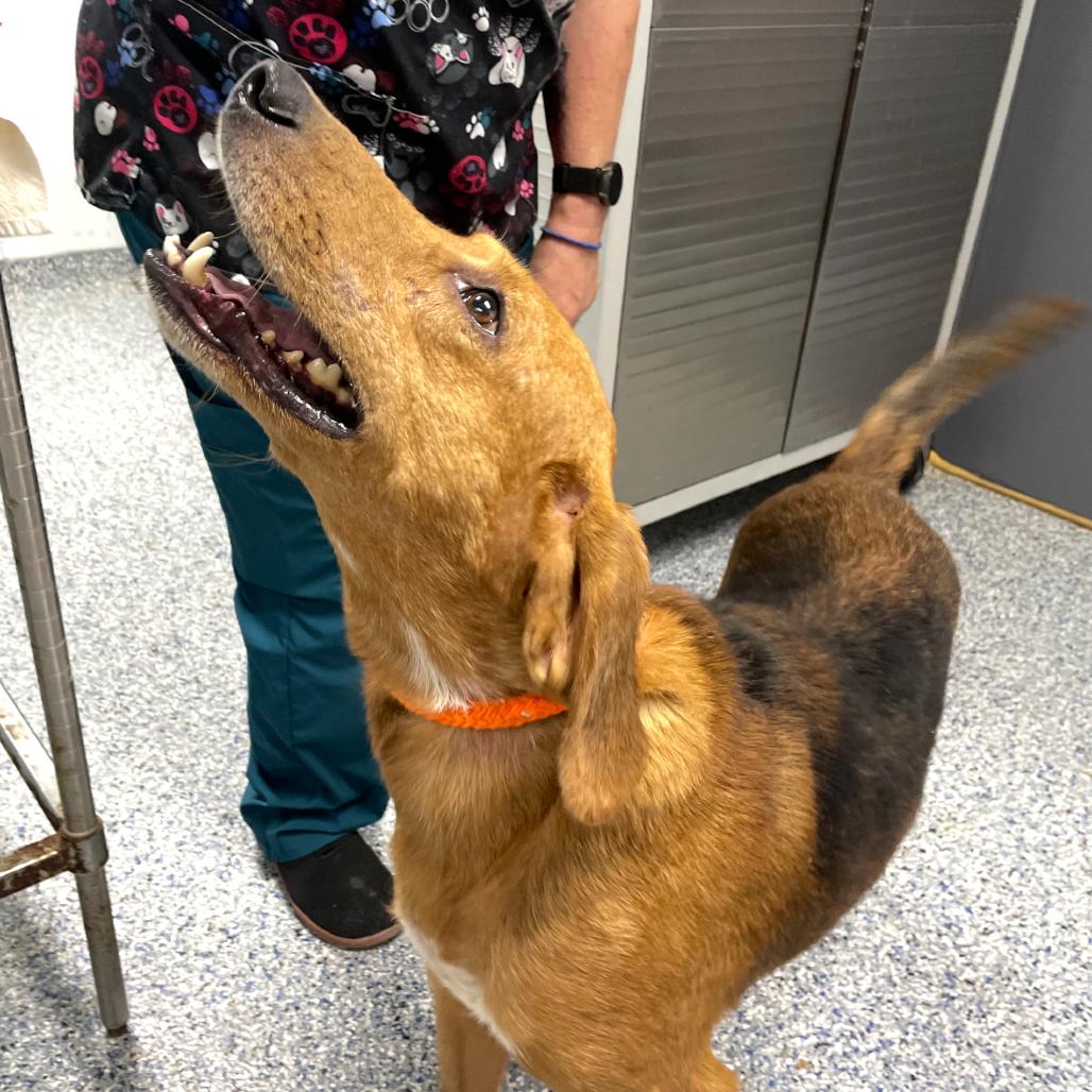 Enlarge Jake 26-0592, a Adoptable Hound in Yanceyville, NC image 5/5
