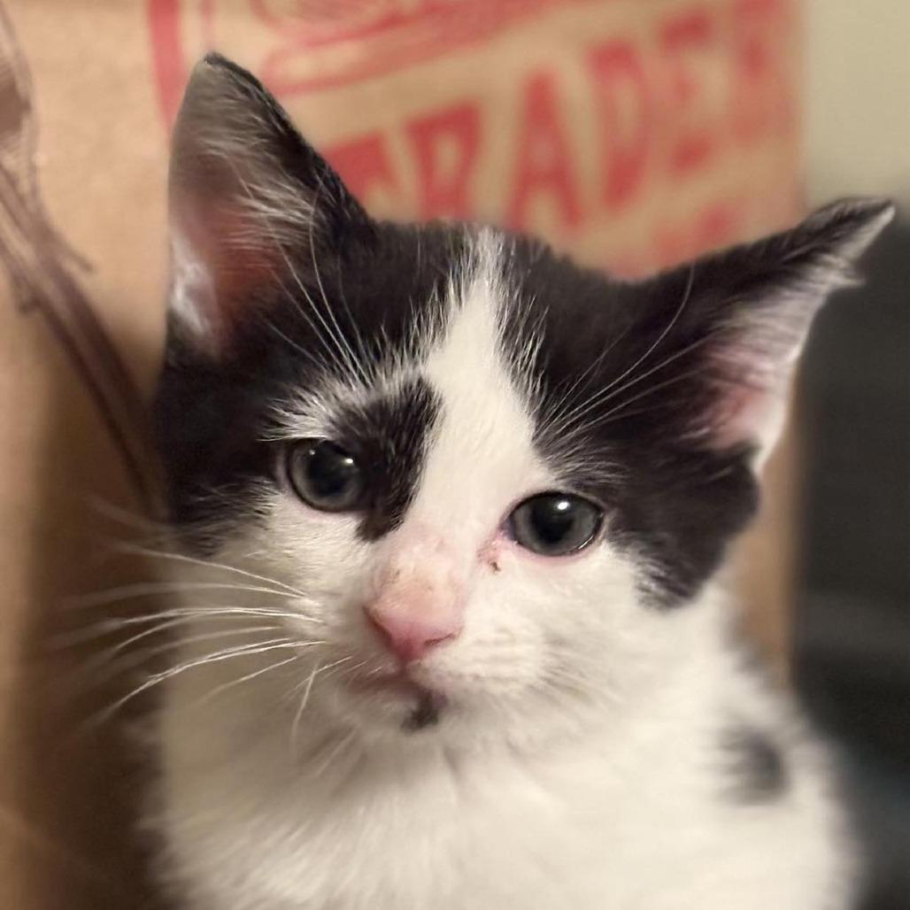 Buffy, Adoptable, Young Female Domestic Medium Hair.