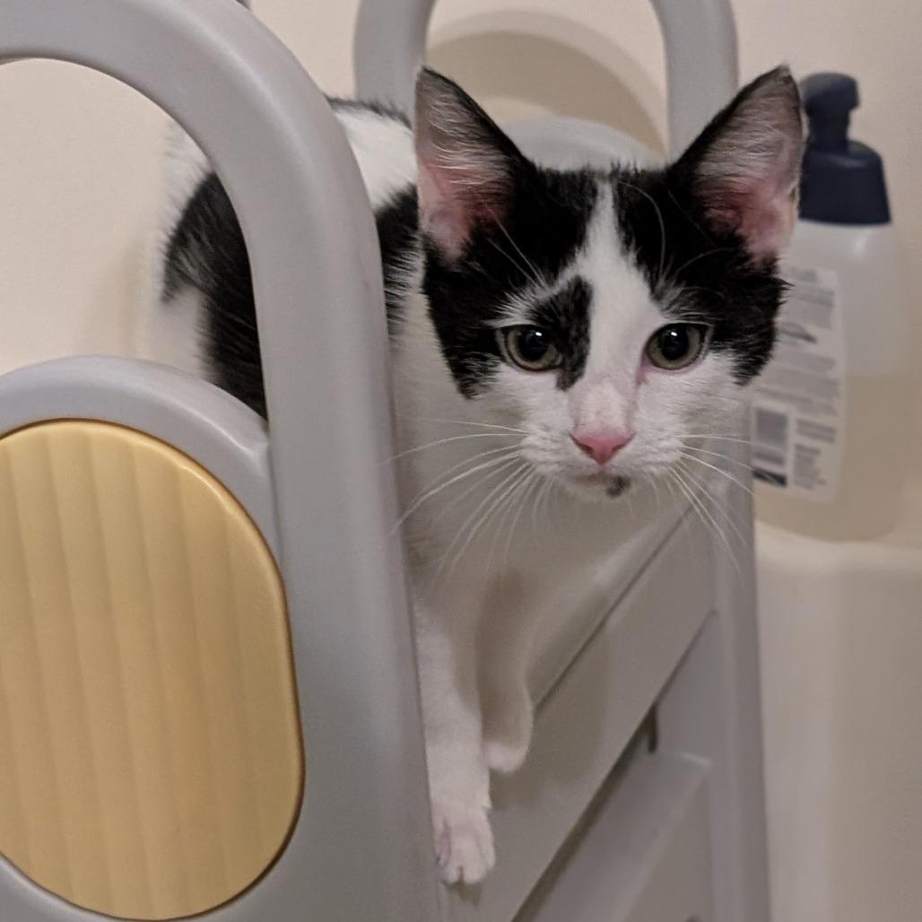 Enlarge Buffy, a Adoptable Domestic Medium Hair in Garden Grove, CA image 2/3