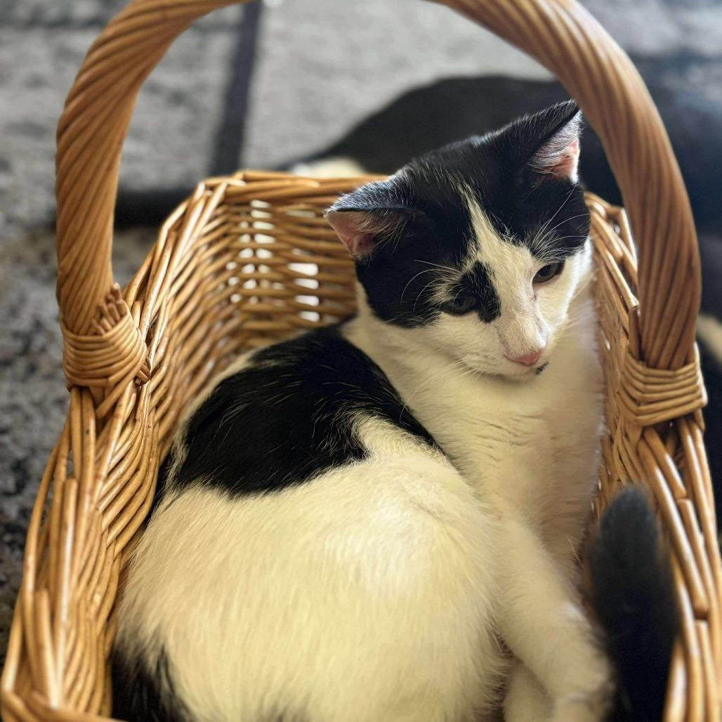 Enlarge Buffy, a Adoptable Domestic Medium Hair in Garden Grove, CA image 3/3