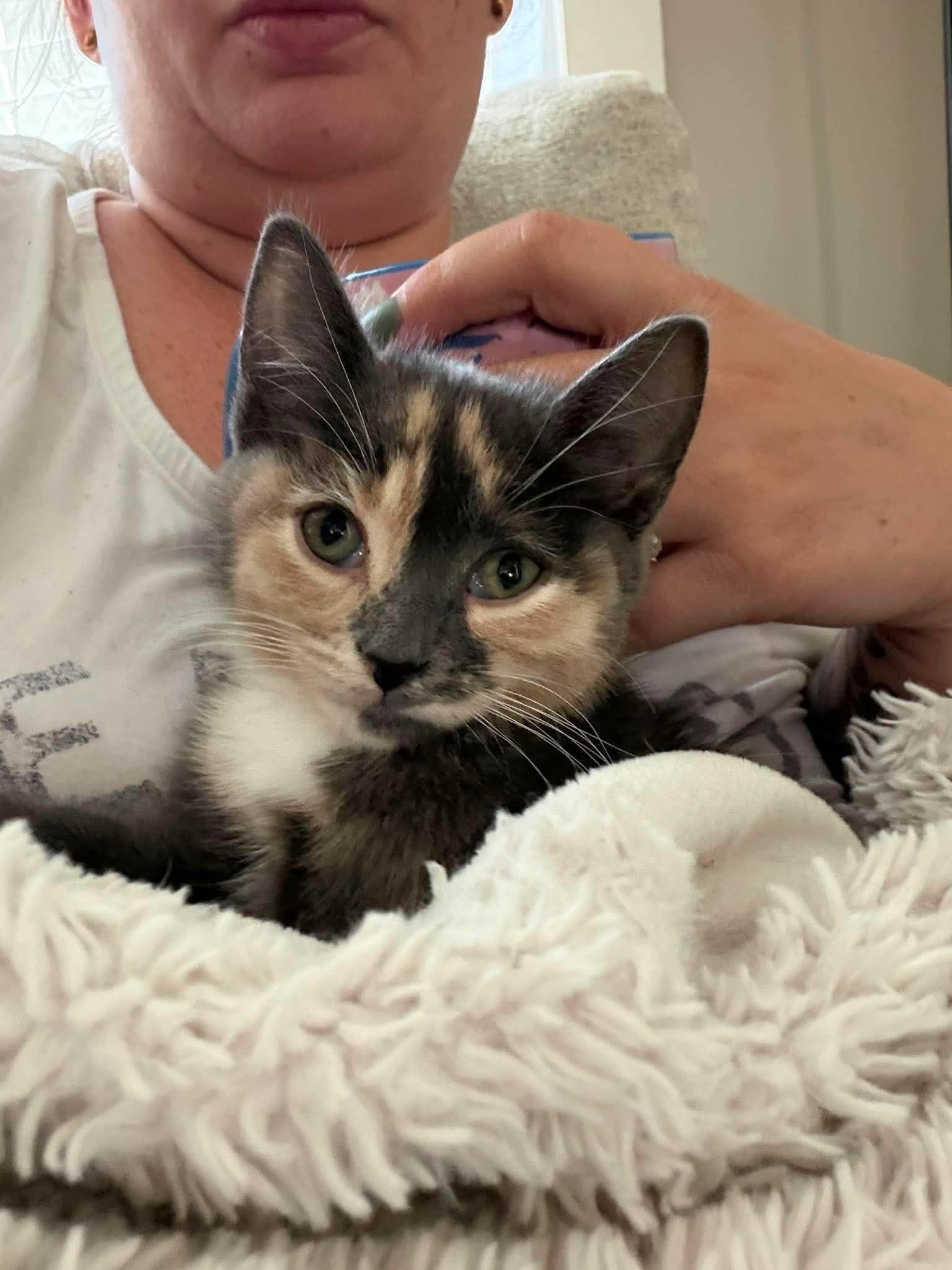 Mouse, ADOPTABLE, Kitten Female Domestic Short Hair.