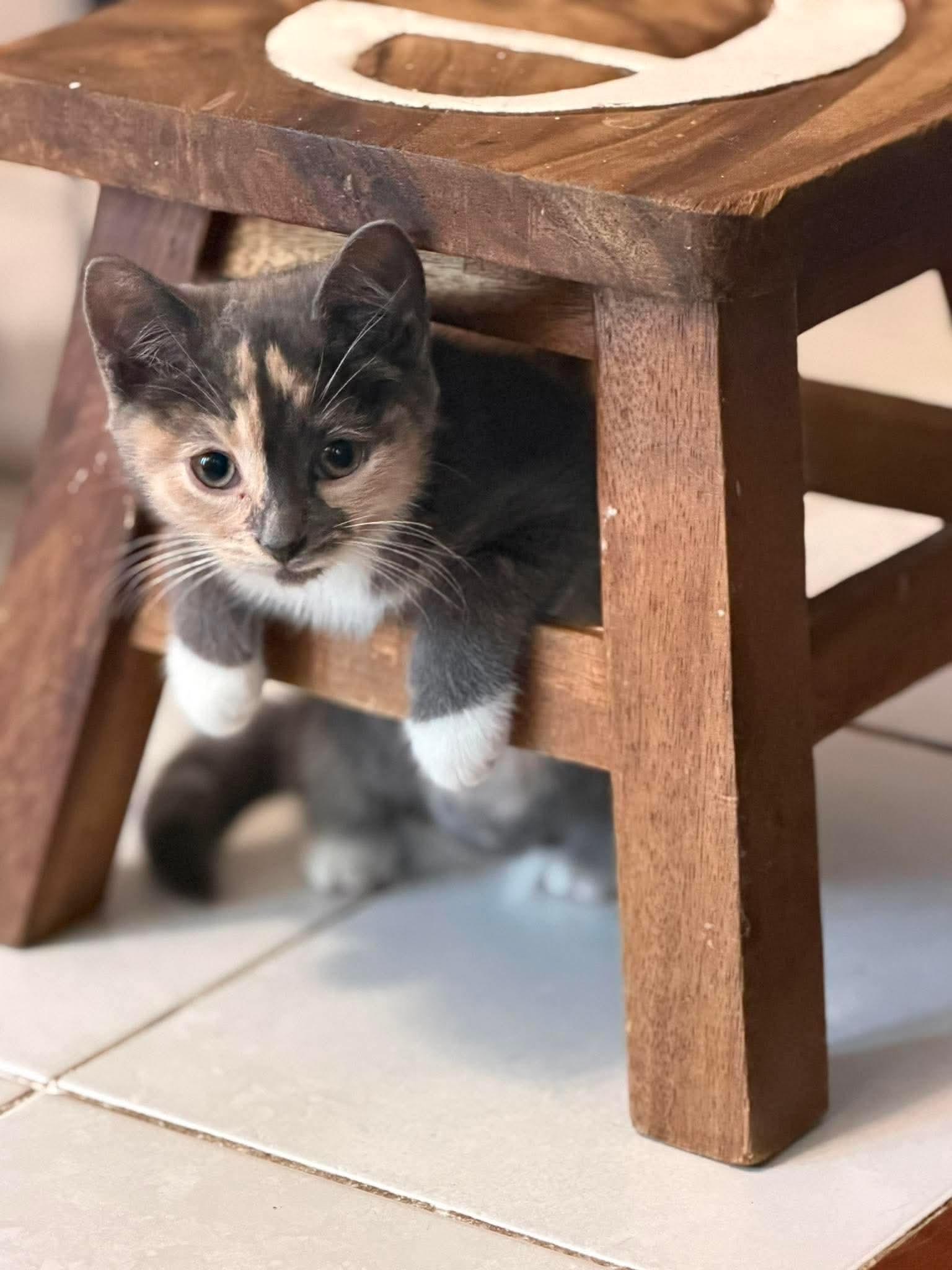 Mouse, a ADOPTABLE Domestic Short Hair in Brampton, ON image 5/6