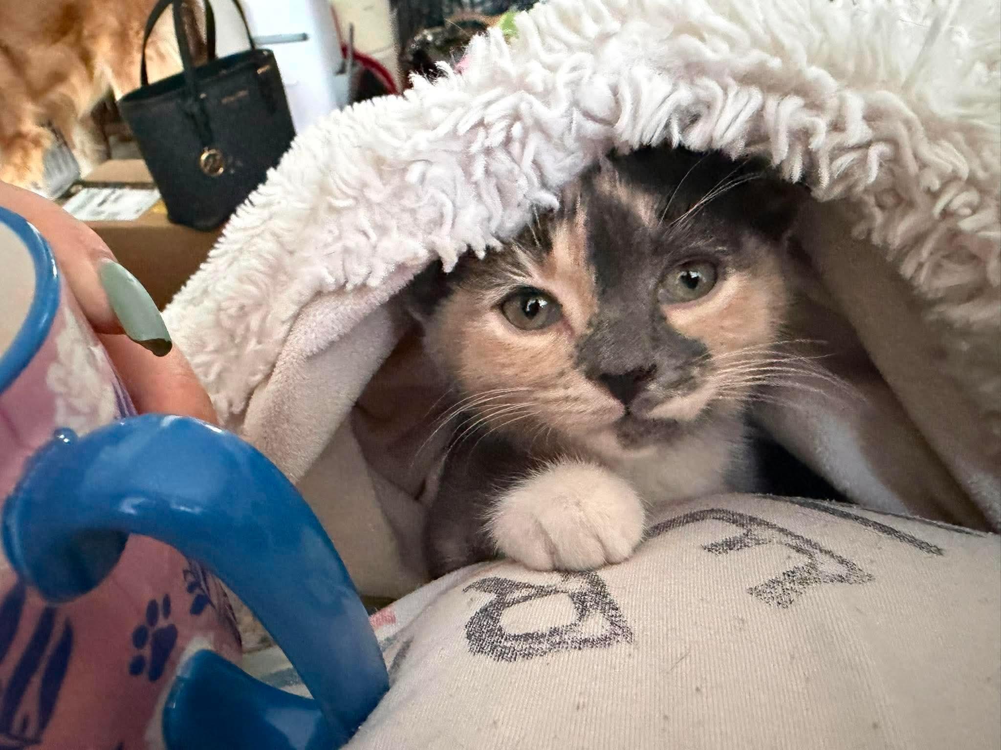 Mouse, a ADOPTABLE Domestic Short Hair in Brampton, ON image 4/6