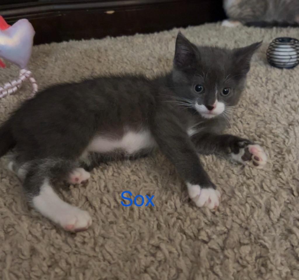 Enlarge Sox, a Adoptable mixed breed in Owatonna, MN image 1/3