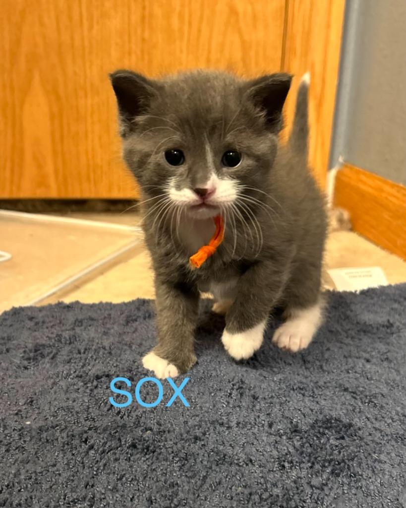 Enlarge Sox, a Adoptable mixed breed in Owatonna, MN image 3/3