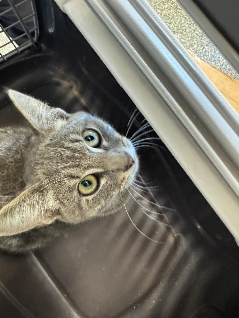 Nikki, Adoptable, Kitten Female Domestic Short Hair.