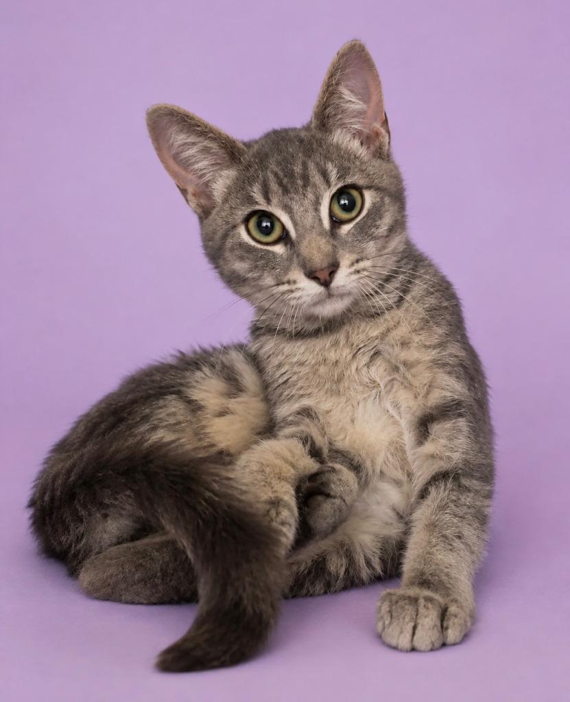Enlarge Nikki, a Adoptable mixed breed in Columbia, TN image 2/2