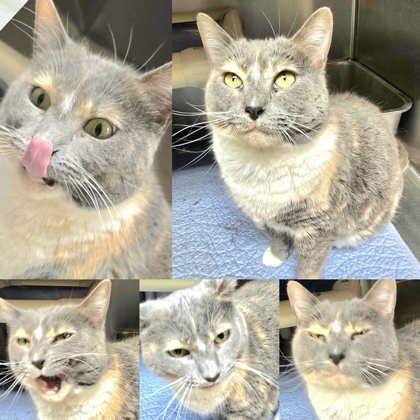 Enlarge Jolynda C, a Adoptable Domestic Short Hair in Sullivan, IN image 1/3