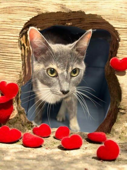 Jolynda C, Adoptable, Adult Female Domestic Short Hair.