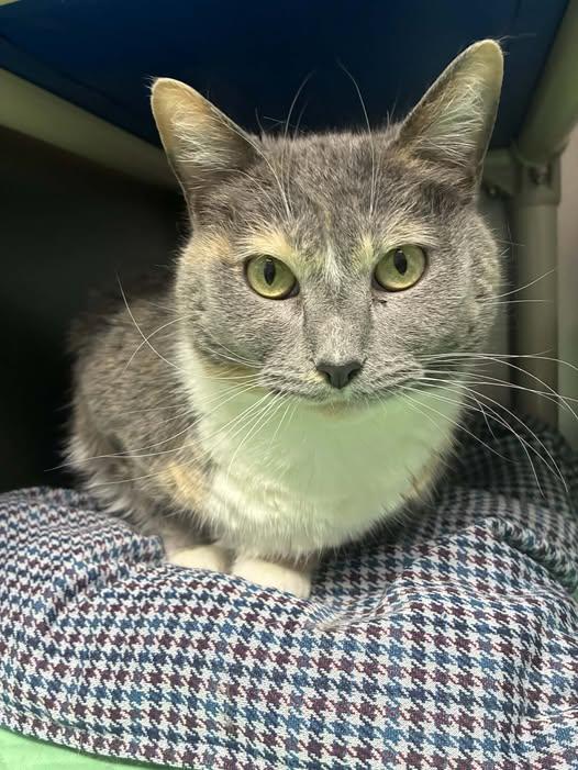 Enlarge Jolynda C, a Adoptable Domestic Short Hair in Sullivan, IN image 3/3