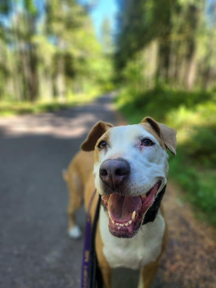 Chloe, a Adoptable mixed breed in Eugene, OR image 1/9