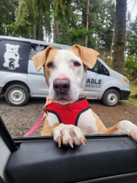 Chloe, a Adoptable mixed breed in Eugene, OR image 2/9