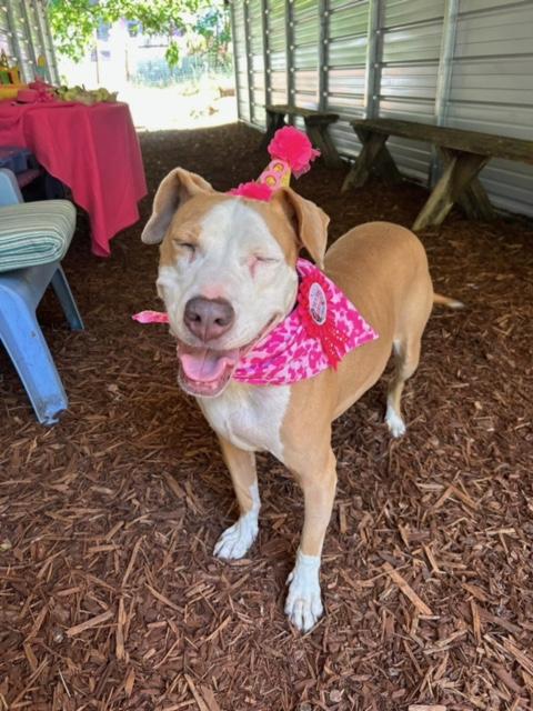 Chloe, a Adoptable mixed breed in Eugene, OR image 3/9