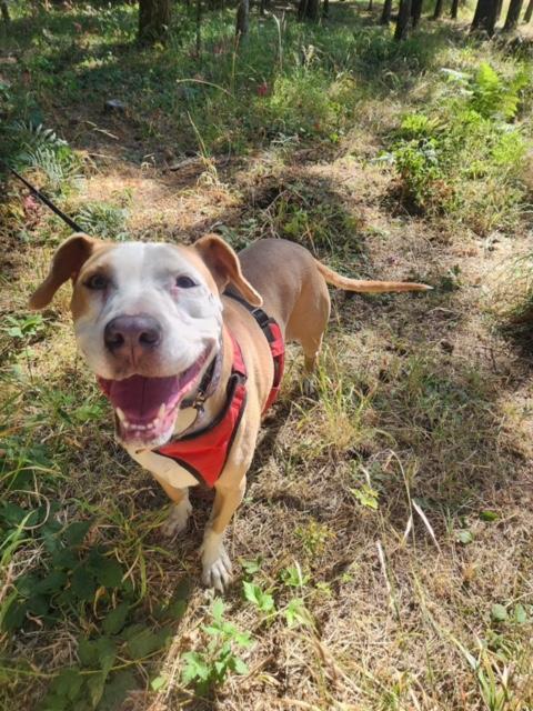 Chloe, a Adoptable mixed breed in Eugene, OR image 4/9