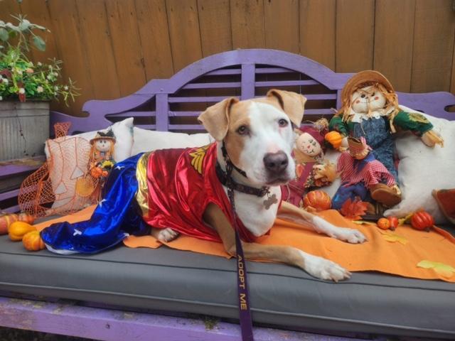 Chloe, a Adoptable mixed breed in Eugene, OR image 5/9