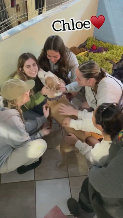 Enlarge Chloe, a Adoptable mixed breed in Eugene, OR video 6/9