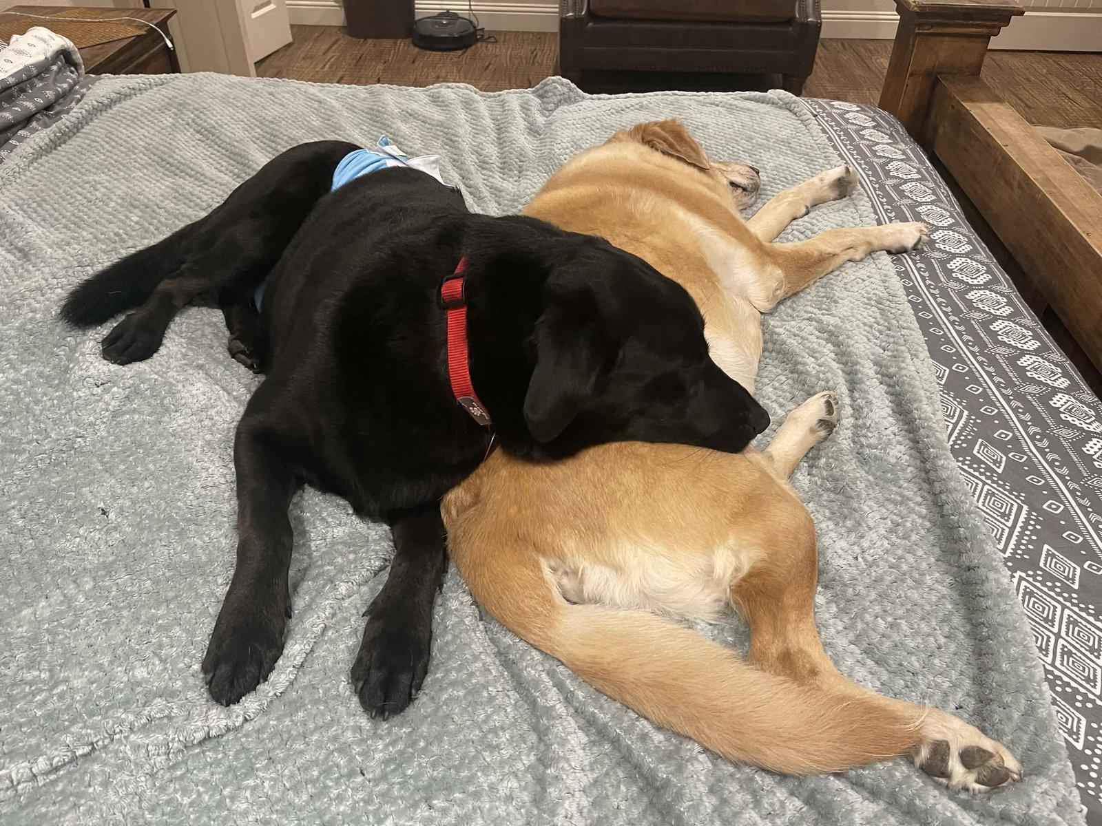 Enlarge Jake, a Adoptable Labrador Retriever in Fort Worth, TX image 1/3
