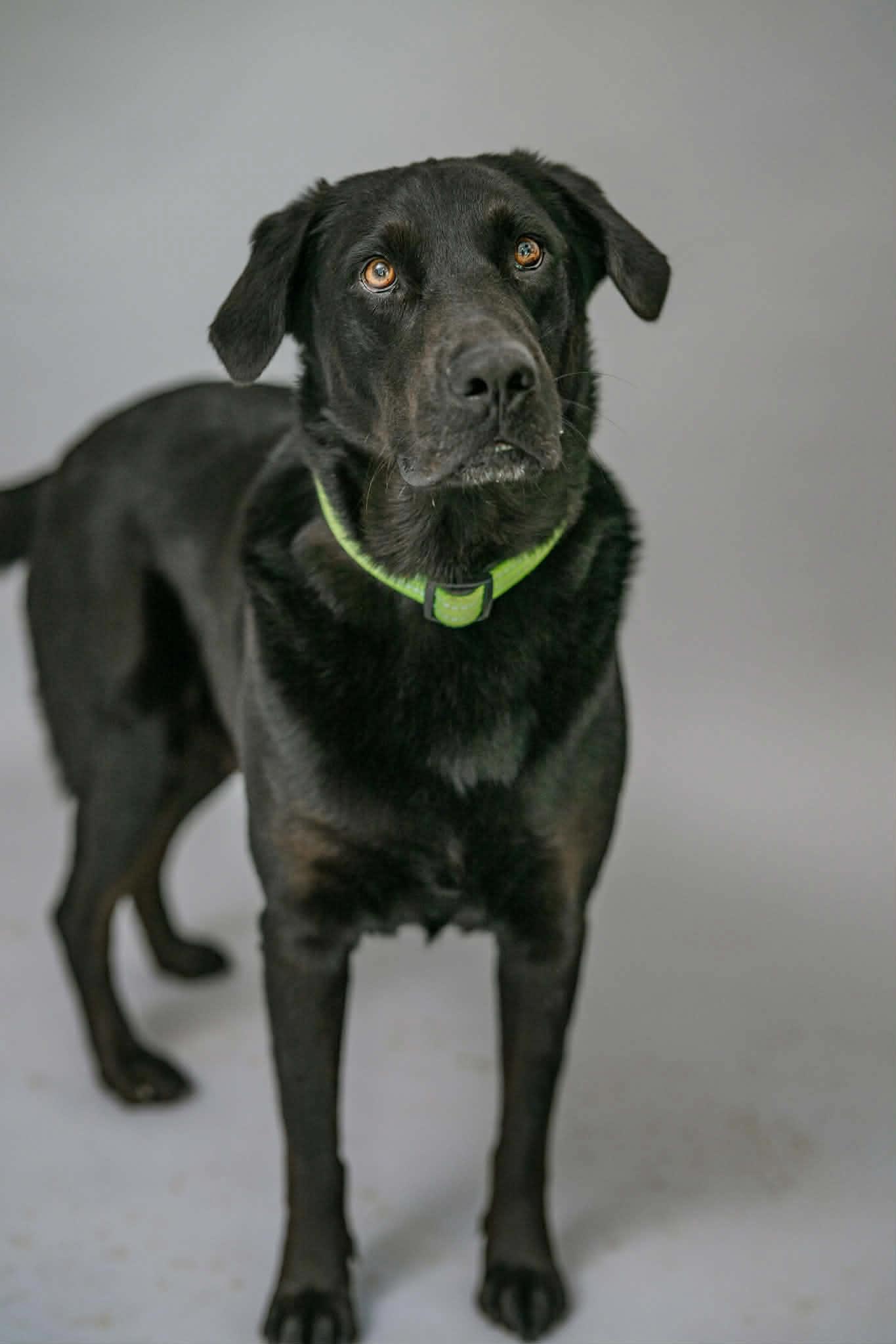 Enlarge Jake, a Adoptable Labrador Retriever in Fort Worth, TX image 2/3