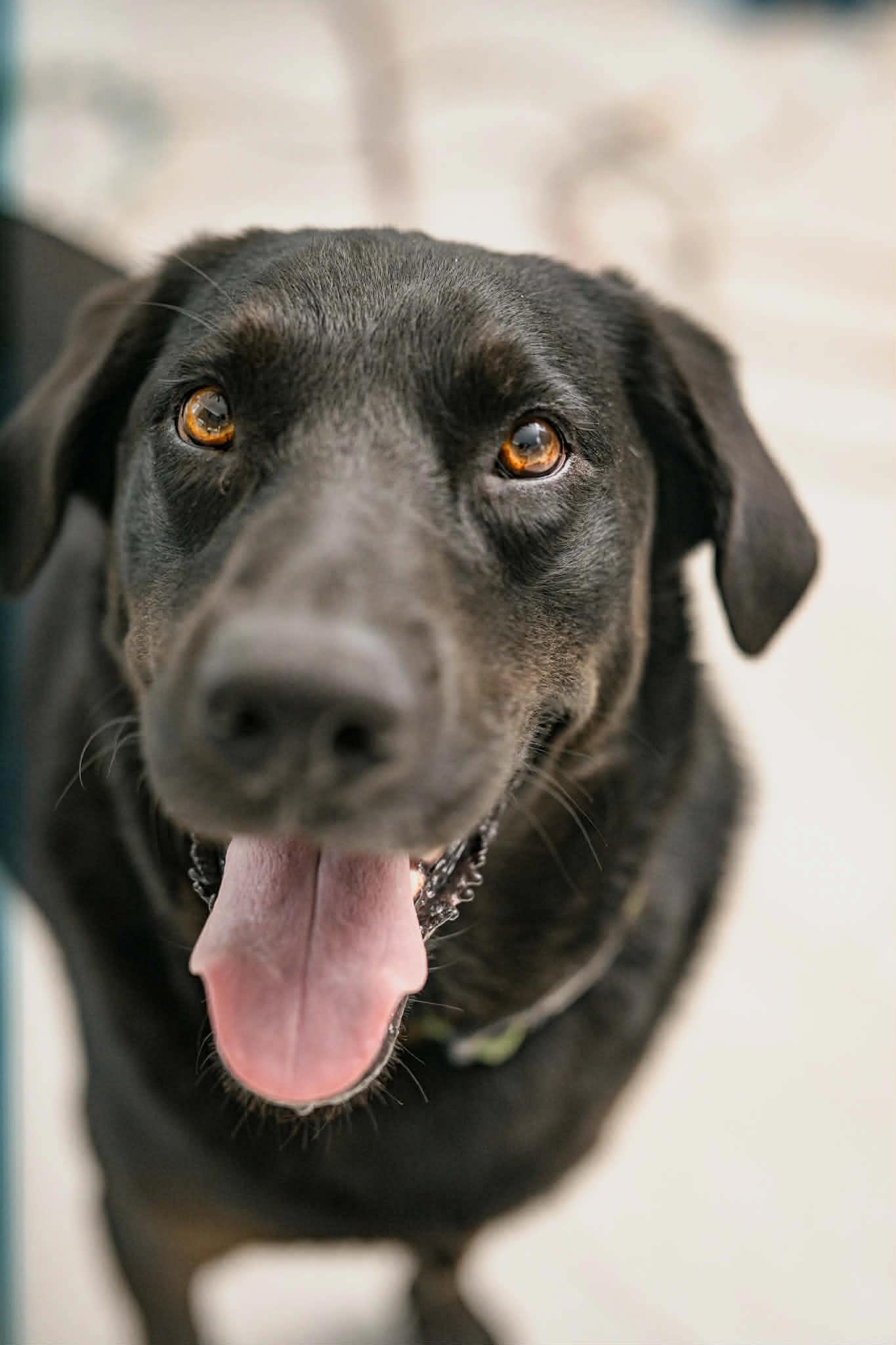 Enlarge Jake, a Adoptable Labrador Retriever in Fort Worth, TX image 3/3