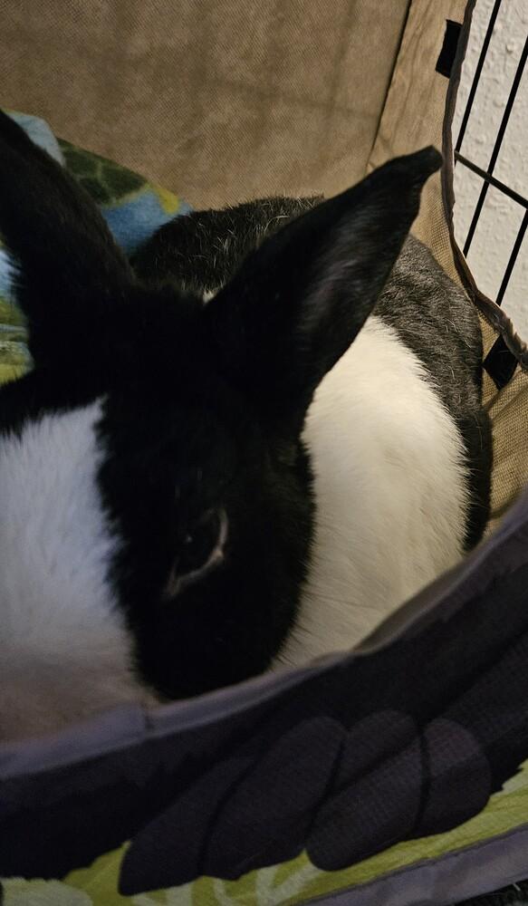 Enlarge Rambo, a Adoptable Dutch in Deltona, FL image 2/3