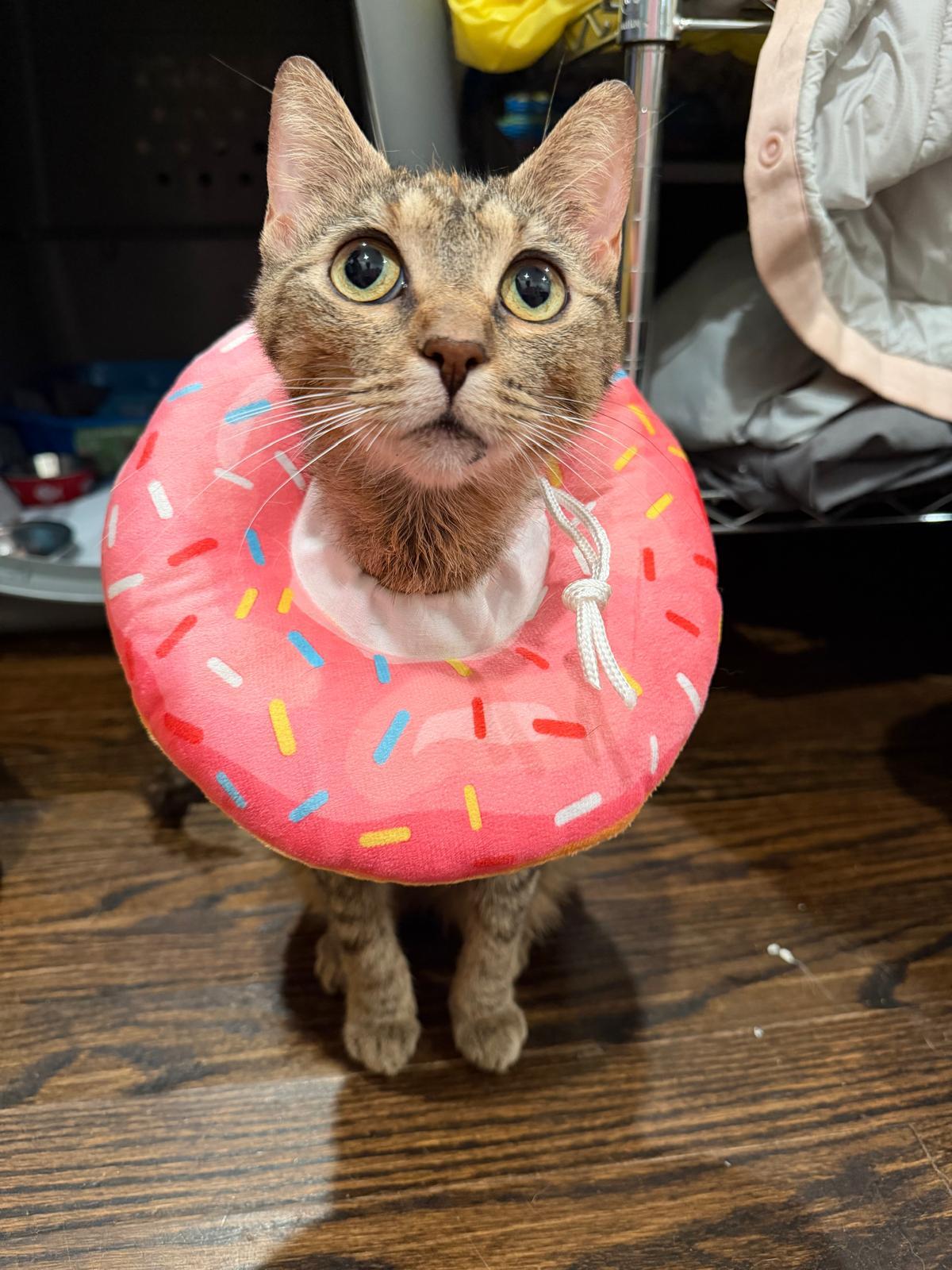 Enlarge Tracy (Social Butterfly), a Adoptable mixed breed in Decatur, GA image 4/6
