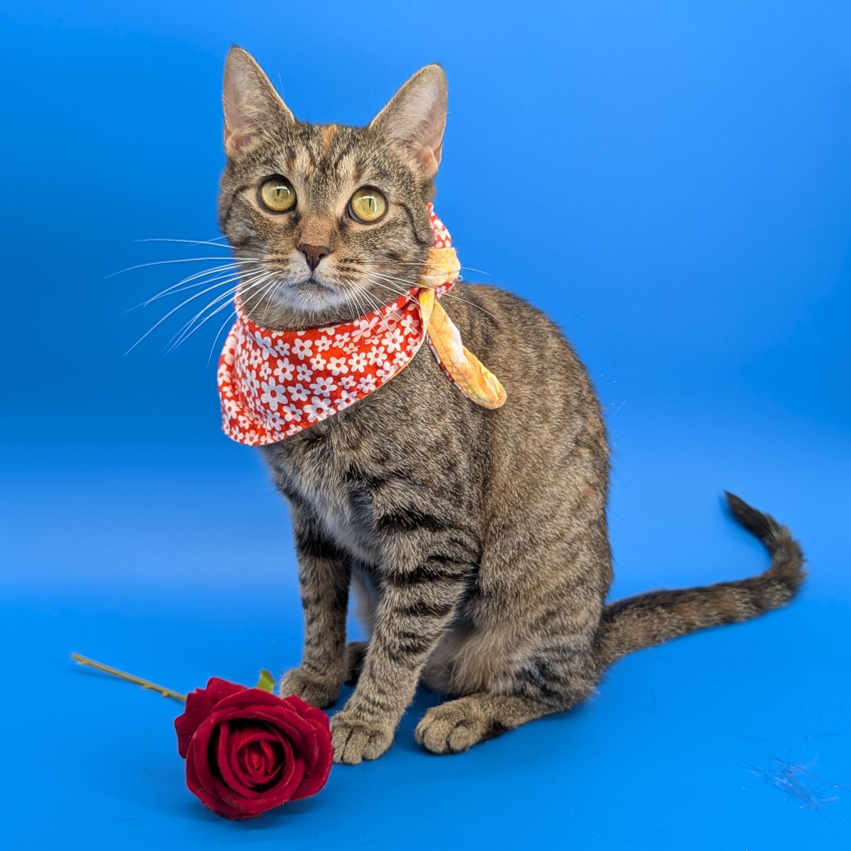 Tracy (Social Butterfly), Adoptable, Adult Female Calico & Tabby.