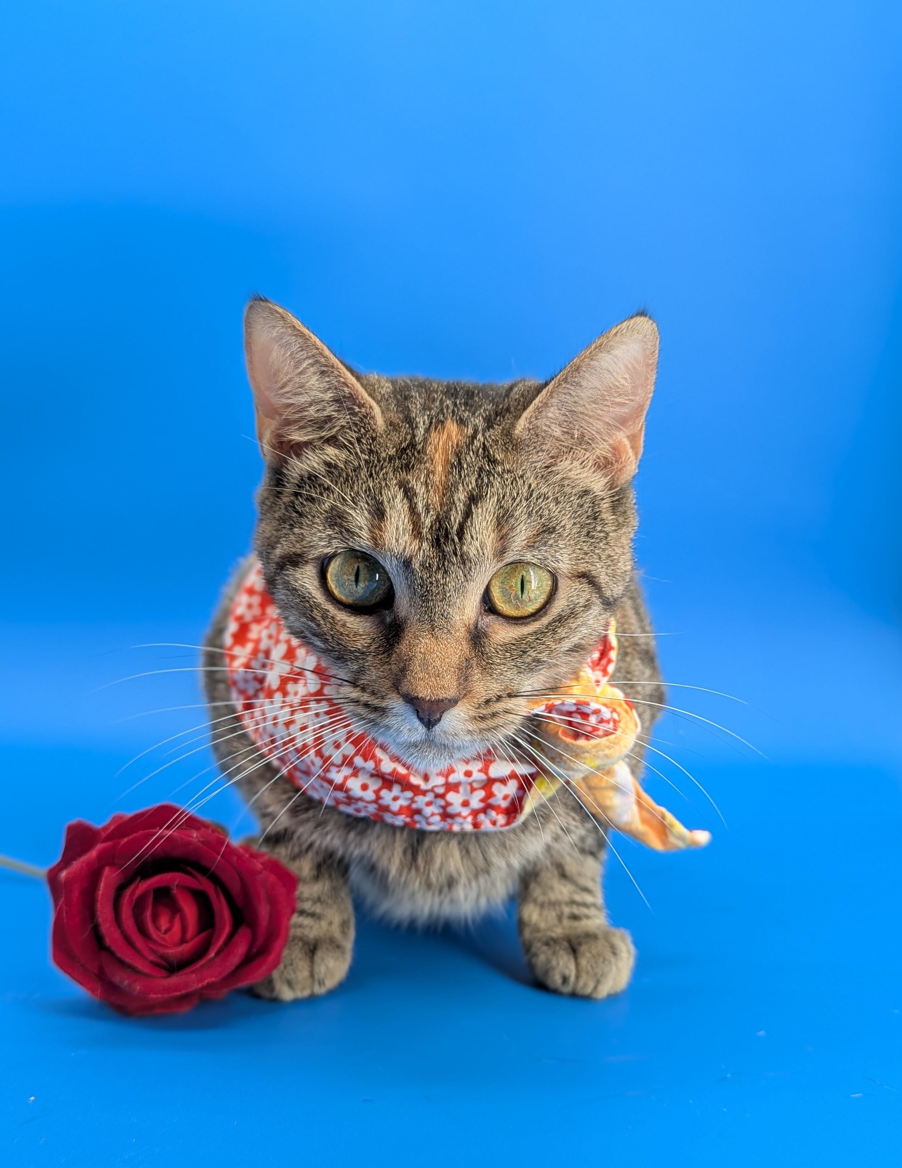 Enlarge Tracy (Social Butterfly), a Adoptable mixed breed in Decatur, GA image 6/6