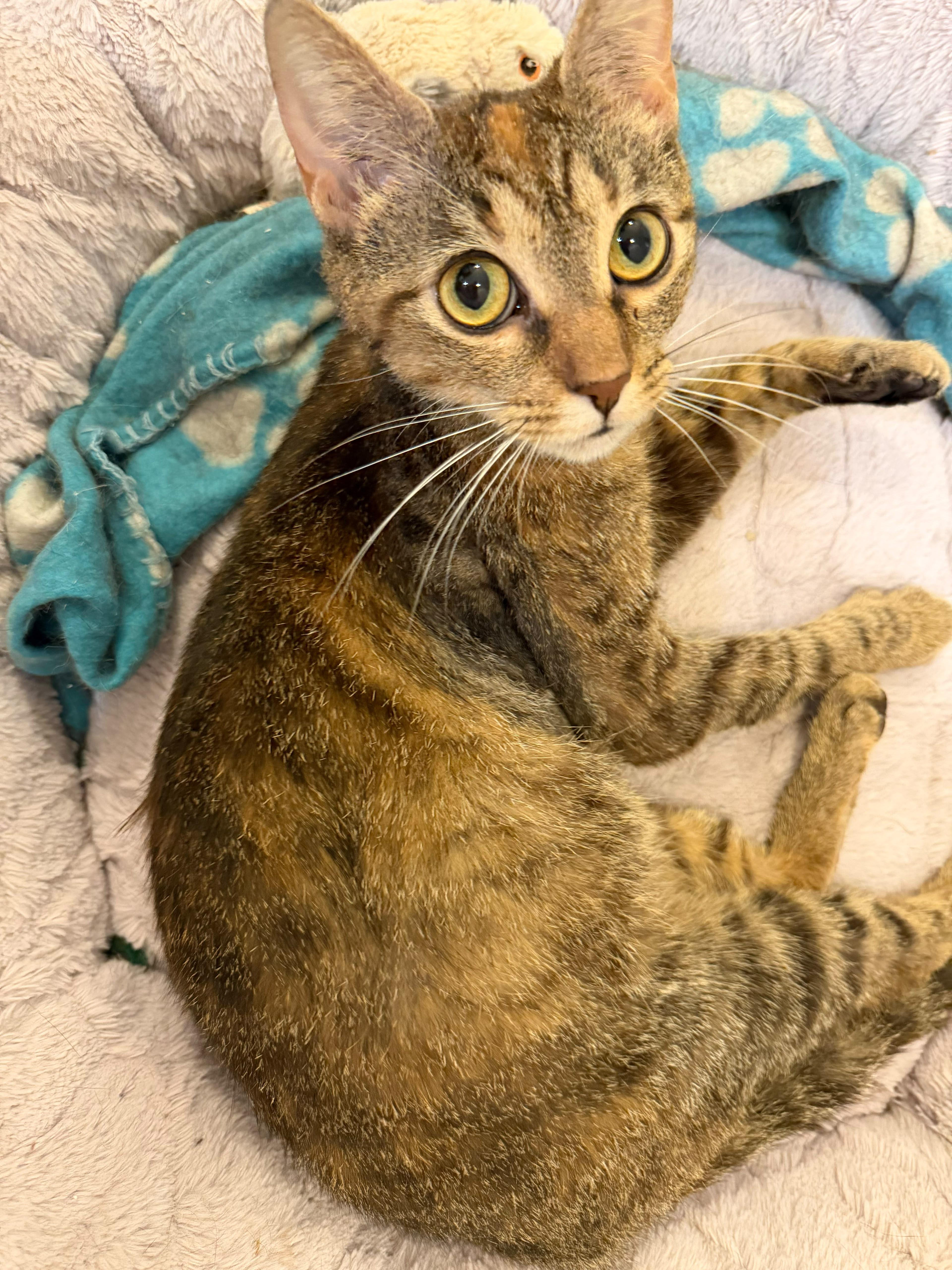 Enlarge Tracy (Social Butterfly), a Adoptable mixed breed in Decatur, GA image 2/6