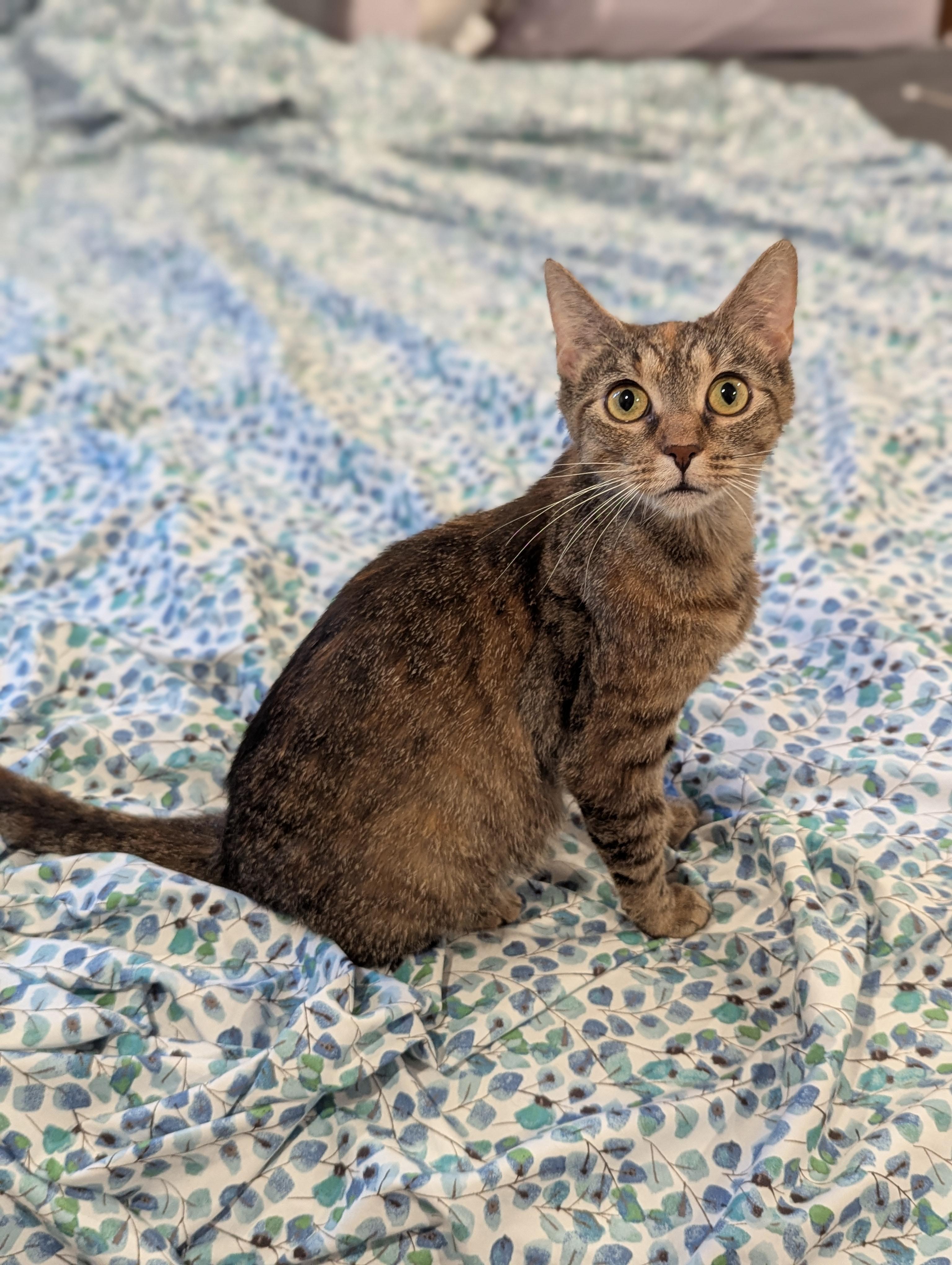 Enlarge Tracy (Social Butterfly), a Adoptable mixed breed in Decatur, GA image 3/6