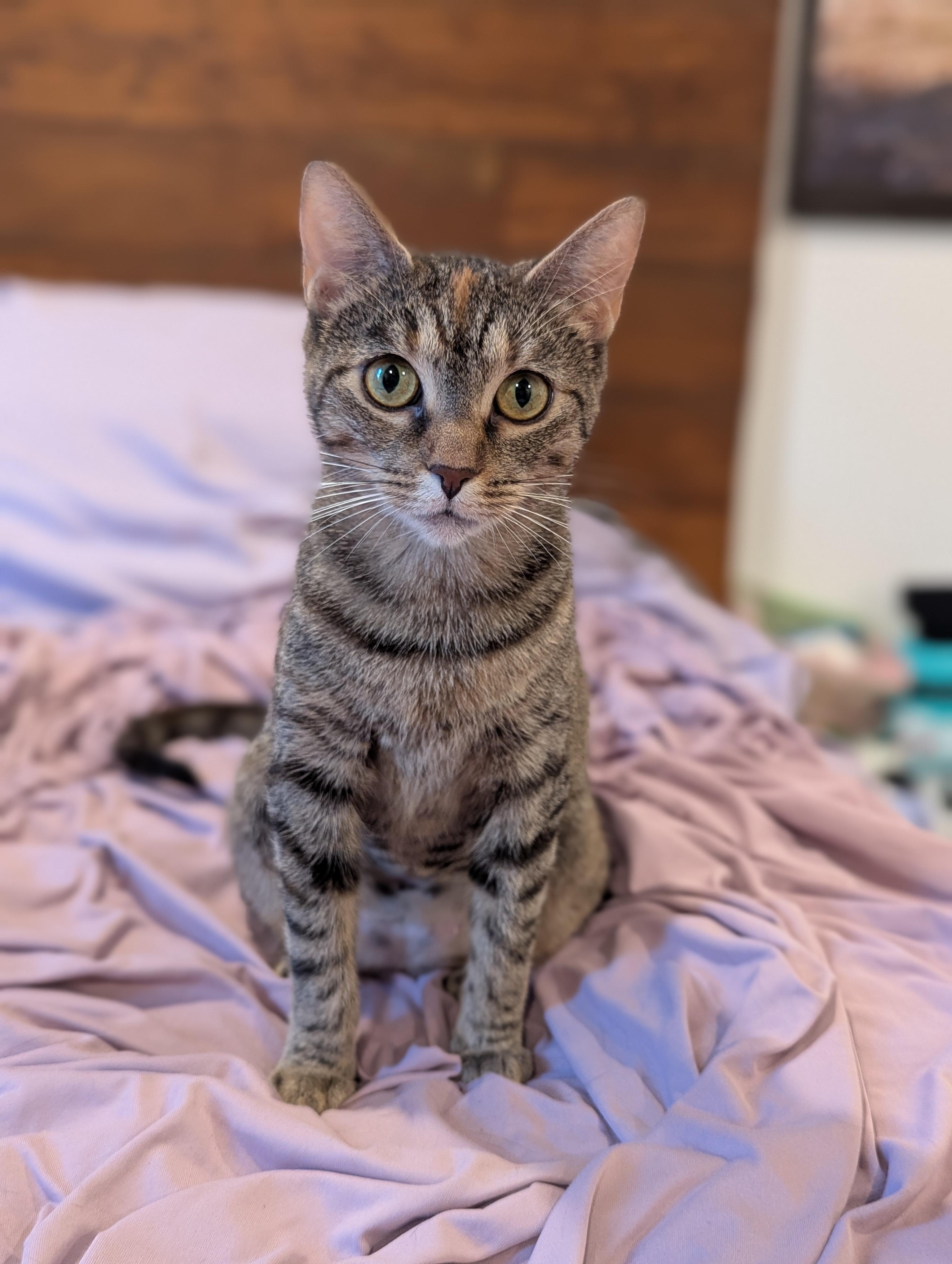 Enlarge Tracy (Social Butterfly), a Adoptable mixed breed in Decatur, GA image 5/6