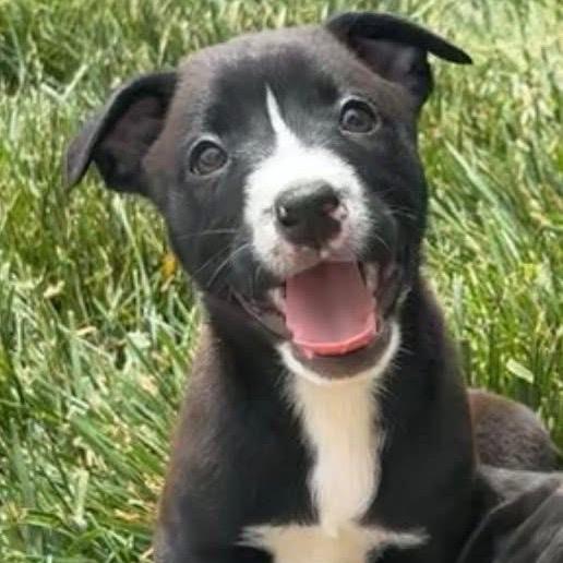 Enlarge Raya, a Adoptable mixed breed in Chillicothe, IL image 1/4