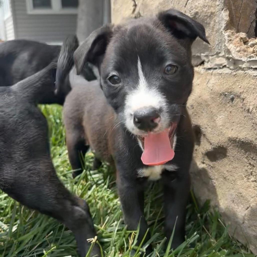 Enlarge Raya, a Adoptable mixed breed in Chillicothe, IL image 2/4