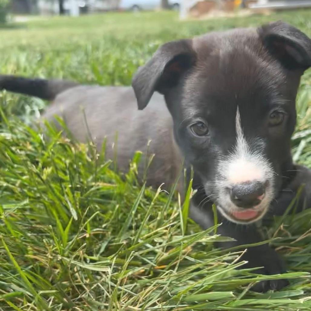 Enlarge Raya, a Adoptable mixed breed in Chillicothe, IL image 3/4