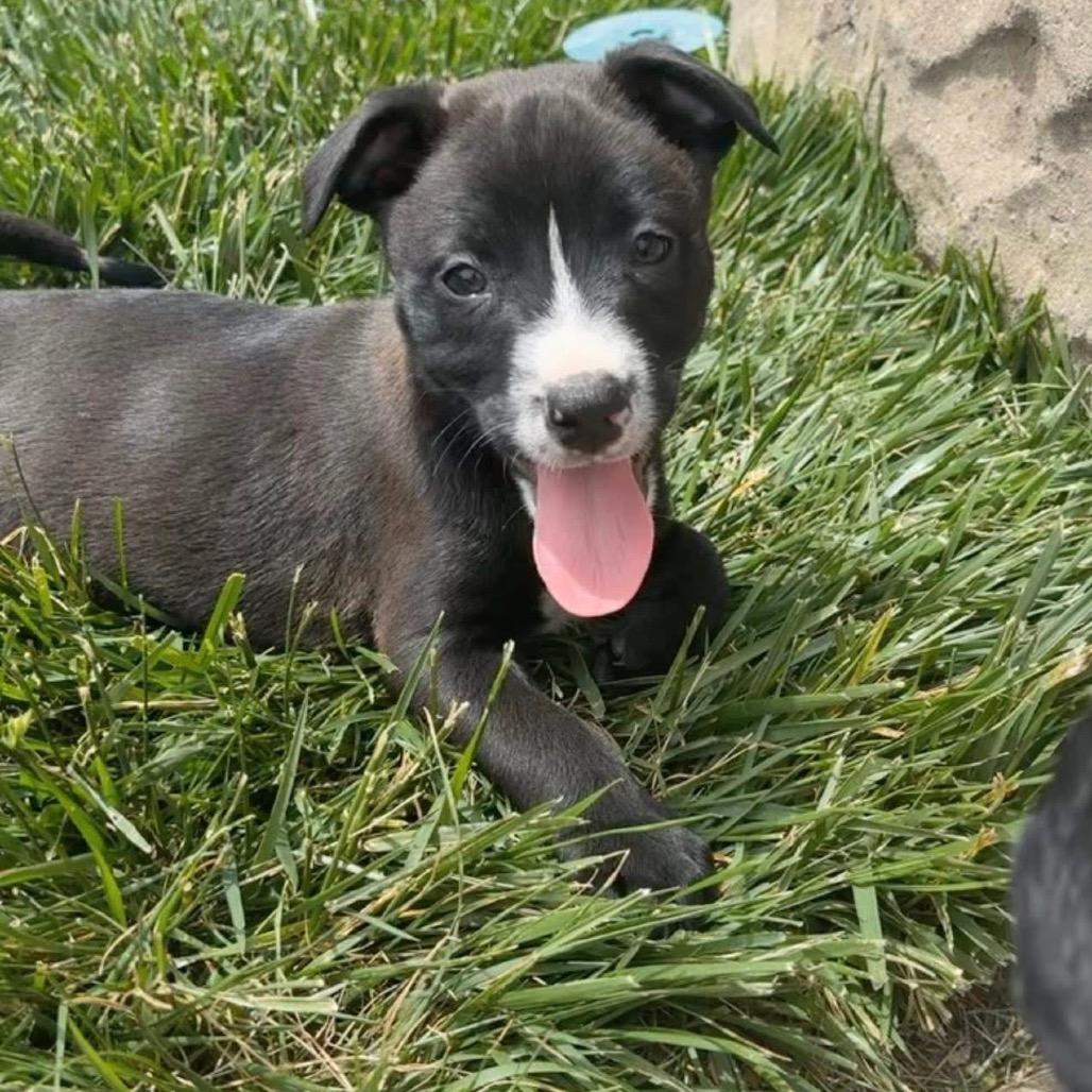 Enlarge Raya, a Adoptable mixed breed in Chillicothe, IL image 4/4